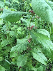 Triosteum perfoliatum