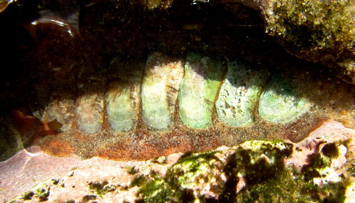 Dinoplax validifossus