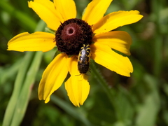 Acmaeodera pulchella