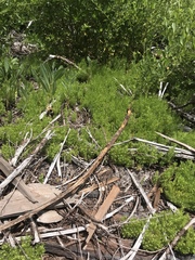 Galium andrewsii