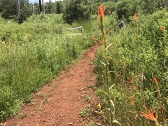 Castilleja minor stenantha