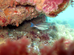 Plectorhinchus mediterraneus