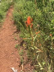 Castilleja minor stenantha