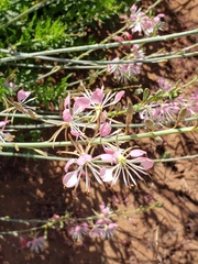 Oenothera sinuosa