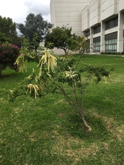 Ledenbergia peruviana