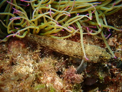 Incognito Goby photo 5