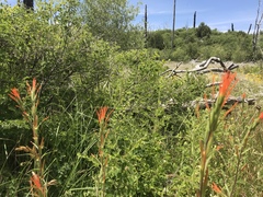 Castilleja minor stenantha