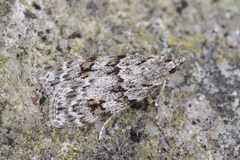 Scoparia basistrigalis