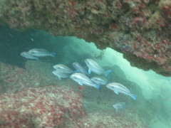 Plectorhinchus mediterraneus