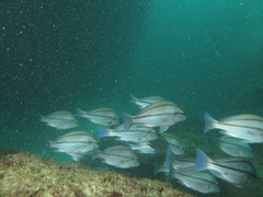 Plectorhinchus mediterraneus