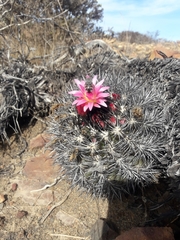 Eriosyce nigrihorrida