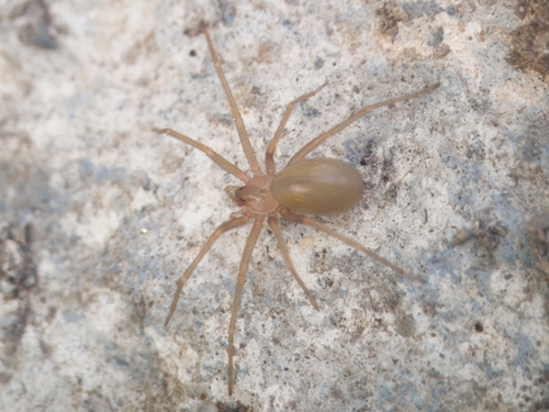 Mediterranean recluse
