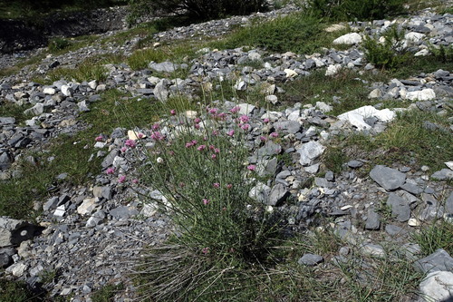 Image of Centranthus angustifolius by (c) Wolfgang Jauch, some rights reserved (CC BY)