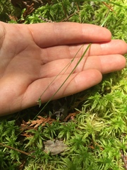 Carex trisperma