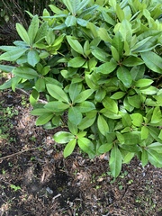 Photinia × fraseri
