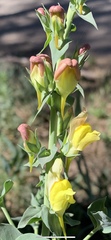 Linaria dalmatica