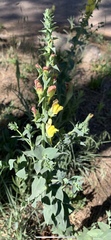 Linaria dalmatica