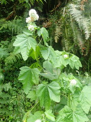 Sidalcea malachroides