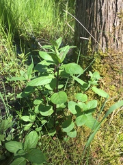 Mentha × piperita