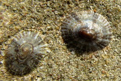 Helcion concolor