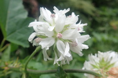 Sidalcea malachroides