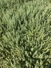 Nitrophila occidentalis