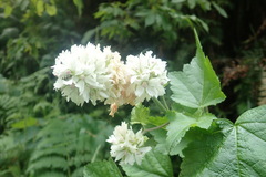 Sidalcea malachroides