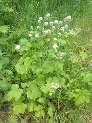 Sidalcea malachroides