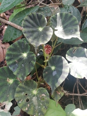 Begonia mazae