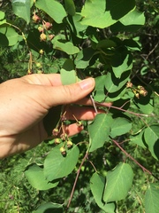 Amelanchier interior