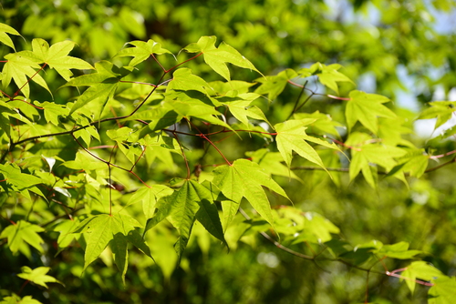 Campbell's Maple (Acer campbellii)