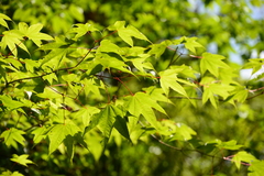 Acer campbellii, photograph (c) Tandin Wangdi, some rights reserved (CC BY)