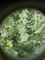 Nitrophila occidentalis