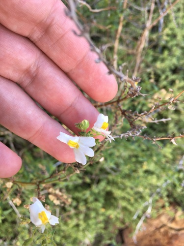 Image of Nemesia fruticans by (c) Kobus Meyer, some rights reserved (CC BY)