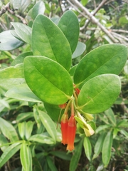 Macleania insignis