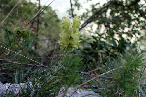 Yellow monkshood (Aconitum anthora)