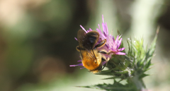 Cadeguala occidentalis