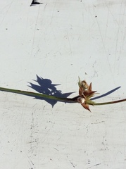 Scleria ciliata
