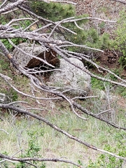 Salpinctes obsoletus