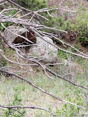 Salpinctes obsoletus