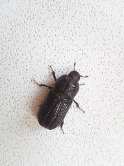 Sinodendron cylindricum