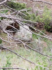 Salpinctes obsoletus