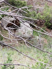 Salpinctes obsoletus