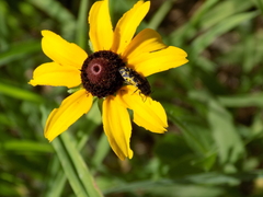 Acmaeodera pulchella