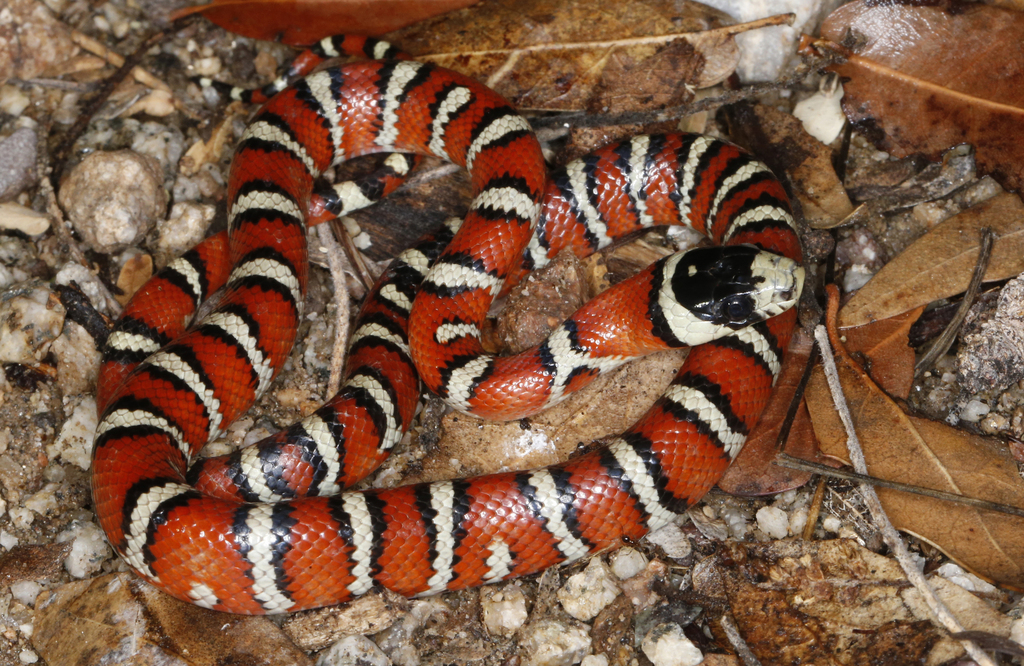 Arizona Mountain Kingsnake (Arizona: Sky Island Specialties) · iNaturalist