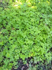 Osmorhiza depauperata