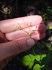 Osmorhiza depauperata