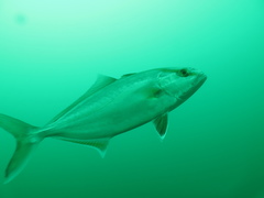 Seriola rivoliana
