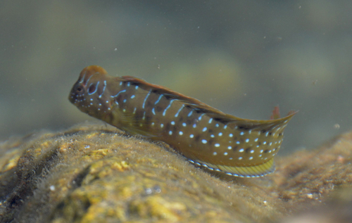 Peacock blenny (Salaria pavo) — Blenniidae — 3