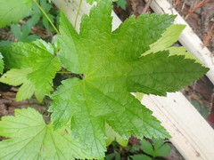 Ribes bracteosum